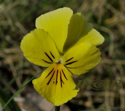 Zinkviooltje, normale kleur, Viola lutea ssp. calaminaria