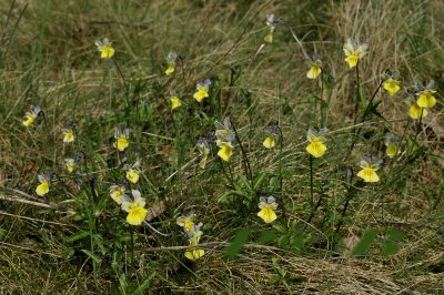 Zinkviooltjes vorm met blauwkleuring, viola lutea ssp. calaminaria