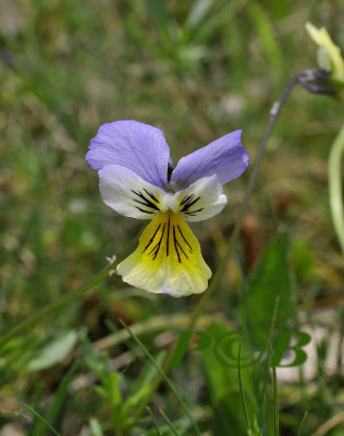 Zinkviooltje vorm met blauwkleuring, Viola lutea ssp. calaminaria