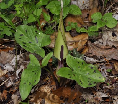 Arum maculatum