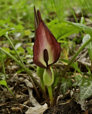 Arum maculatum, dark - Gevlekte aronskelk rood