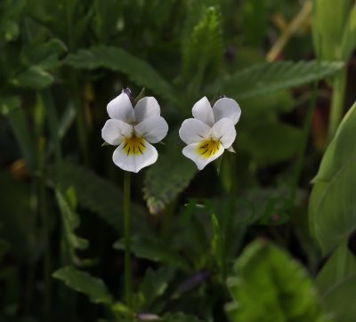 Akkerviooltje, viola arvensis