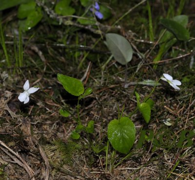 Viola Reichenbachiana alba
