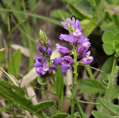 Kuif vleugeltjesbloem, Polygala comosa