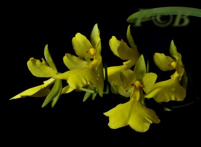 Oncidium concolor, flowers 2.5 - 3 cm