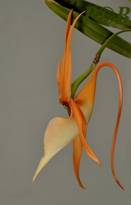 Angraecum viguieri