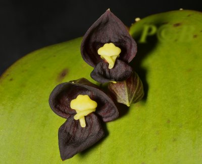 Pleurothallis teaguii, dark