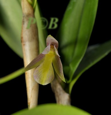 Pleurothallis sp. flower 2 cm