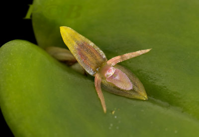 Pleurothallis sp. flower 1 cm