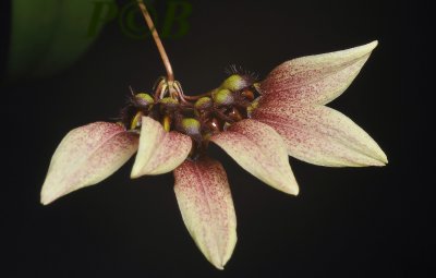 Bulbophyllum empanulatum
