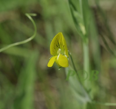 Naakte lathyrus bloem, Lathyrus aphaca