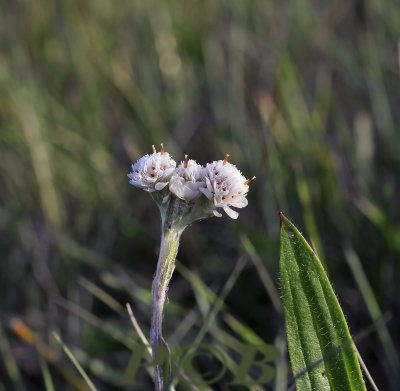 Rozekransje mannelijke bloeiwijze, Antennaria dioica - male flower
