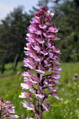 Orchis purpurea