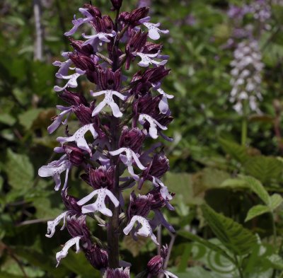 Orchis purpurea x militaris