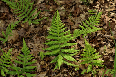 Smalle beukvaren, Phegopteris connectilis, Twente