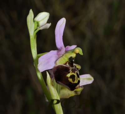 Hommelorchis, ophrys fuciflora