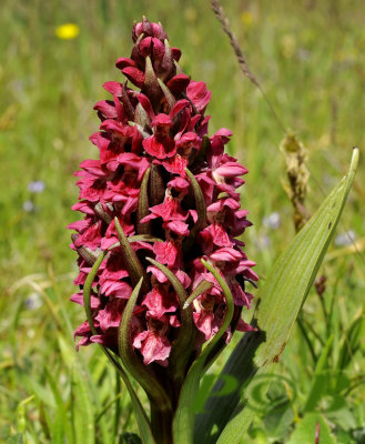 Steenrode orchis, Dactylorhiza incarnata vorm coccinea