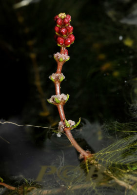 Aarvederkruid, Myriophyllum spicatum