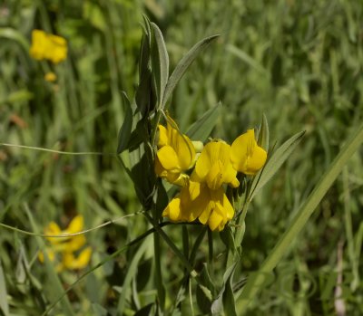 Veldlathyrus, Lathyrus pratensis