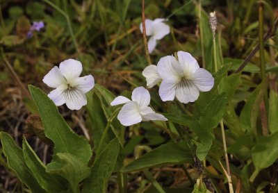 Veen melkviool, Vilola persicifolia var. persicifolia