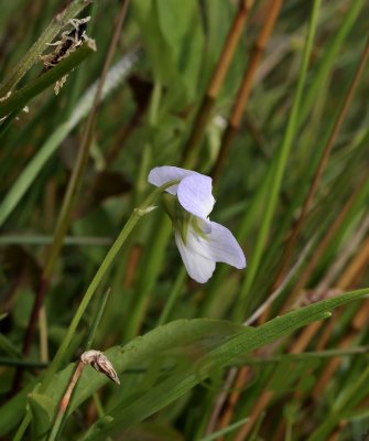 Veen melkviool, Viola persicifolia var. persicifolia