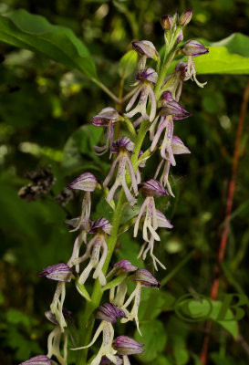 Orchis xspuria, Anthropophorum x purpurea