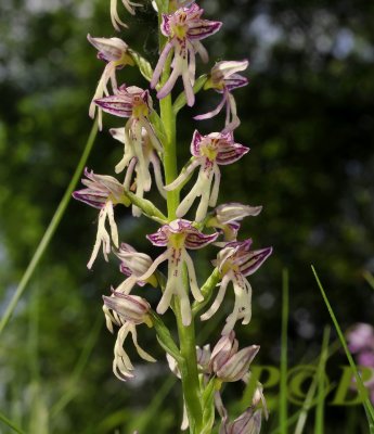 Orchis xspuria,  anthropophorum x purpurea
