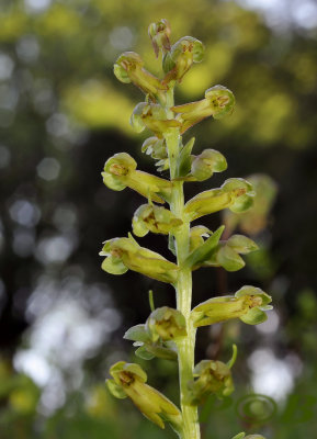 Dactylorhiza viridis