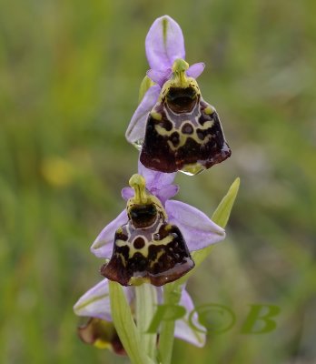 Hommelorchis, Ophrys fuciflora