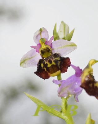 Hommelorchis, Ophrys fuciflora