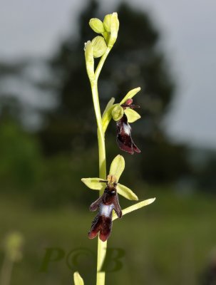 Vlieg, Ophrys insectifera