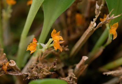 Platystele stenostachia; orange form, flowers 1.5 mm
