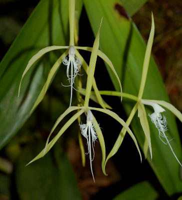 Epidendrum ciliare; flowers 6 cm