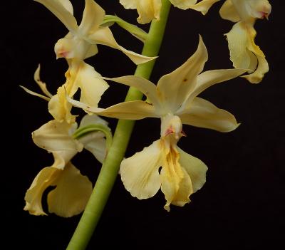 Calanthe sieboldii, flowers 4 cm