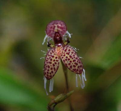 Pleurothallis ornata