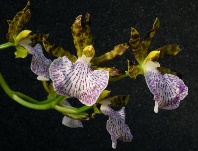 Zygopetalum mackayi, botanic, flowers 6 cm