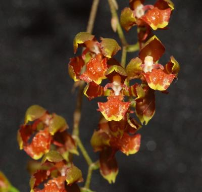 Oncidium lietzei, new name Baptistonia lietzei, flower 0.5 cm