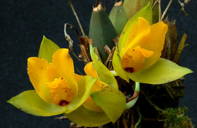 Lycaste cruenta ; flower 7 cm