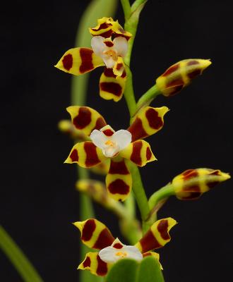 Solenidiopsis tigroides,  flower 2,5 cm