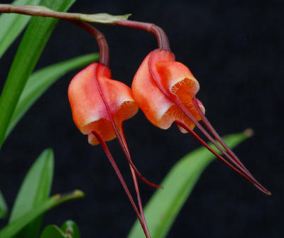 Dracula sodiroi; flower 1 cm