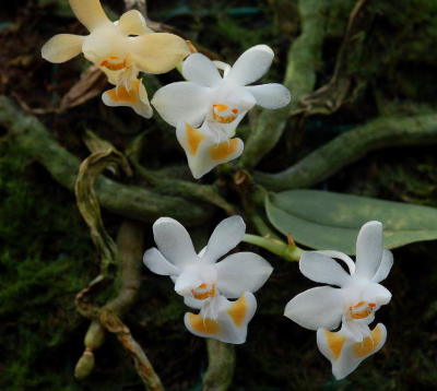 Phalaenopsis gibbosa, Flower 8 mm