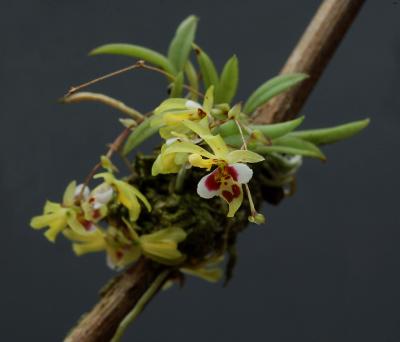 Cytroglossa  marileoniae,  plant 2.5 cm, Brasil