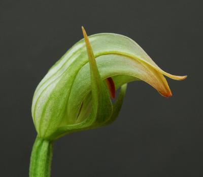 Pterostylis natural hybrid