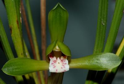 Cymbidium goeringii; rare, flower 5 cm