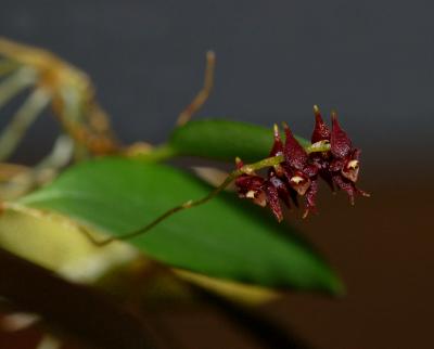 Lepanthopsis prolifera, flowers 1.5 mm