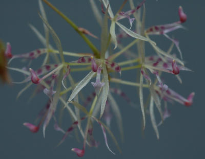Macroclinium dalstroemii, micro orchid