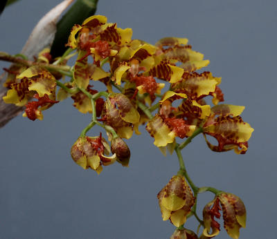 Oncidium lietzei; flowers 7 mm