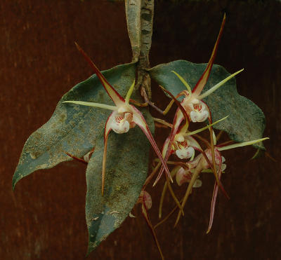 Dendrobium tetragonum; square bulps