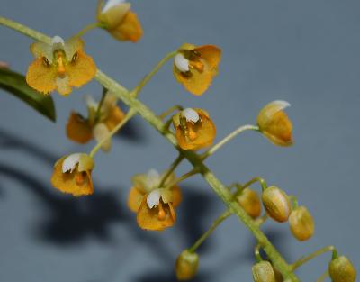Zygostatus sp. flowers 0.5 cm