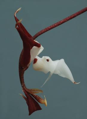 Gongora chocoensis,  height 6 cm